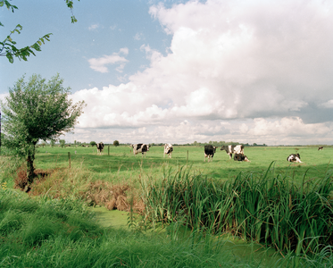 822556 Afbeelding van koeien in de wei langs de Achterdijk te Bunnik.